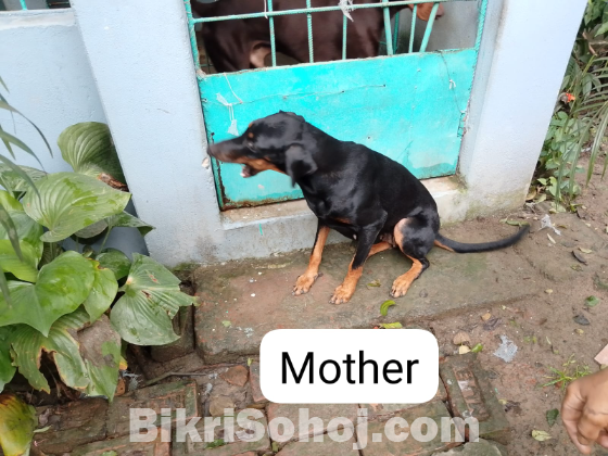 Doberman Puppy looking for new home